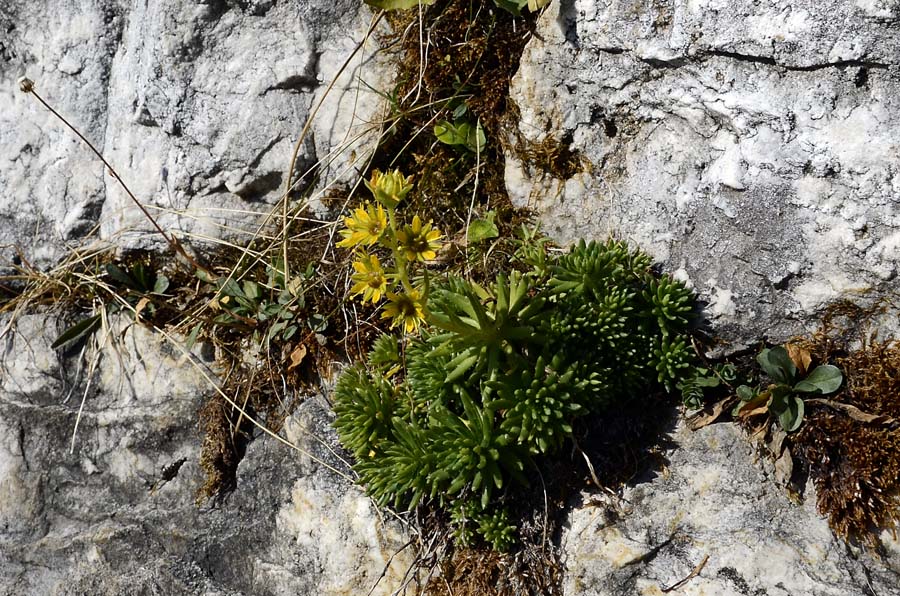 Saxifraga aizoides / Sassifraga autunnale